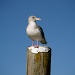 Profile of a Seagull by pamelaf