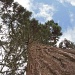Sequoia In High Wycombe? by netkonnexion