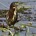 Green Heron Profile by twofunlabs