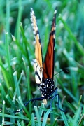 16th Oct 2011 - Butterfly