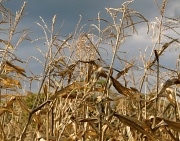 16th Oct 2011 - Corn Maze