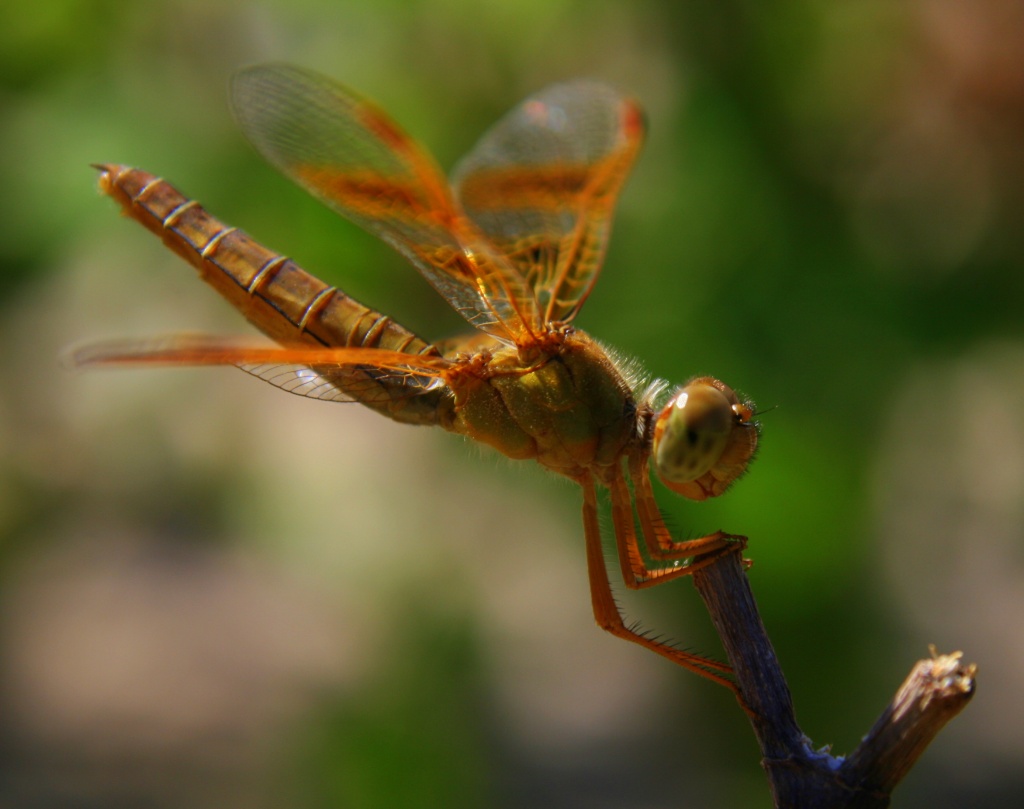 Dragonfly by kerristephens