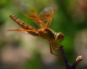 16th Oct 2011 - Dragonfly