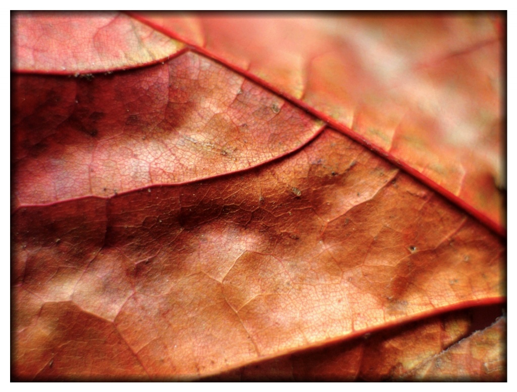 Leaf by mattjcuk