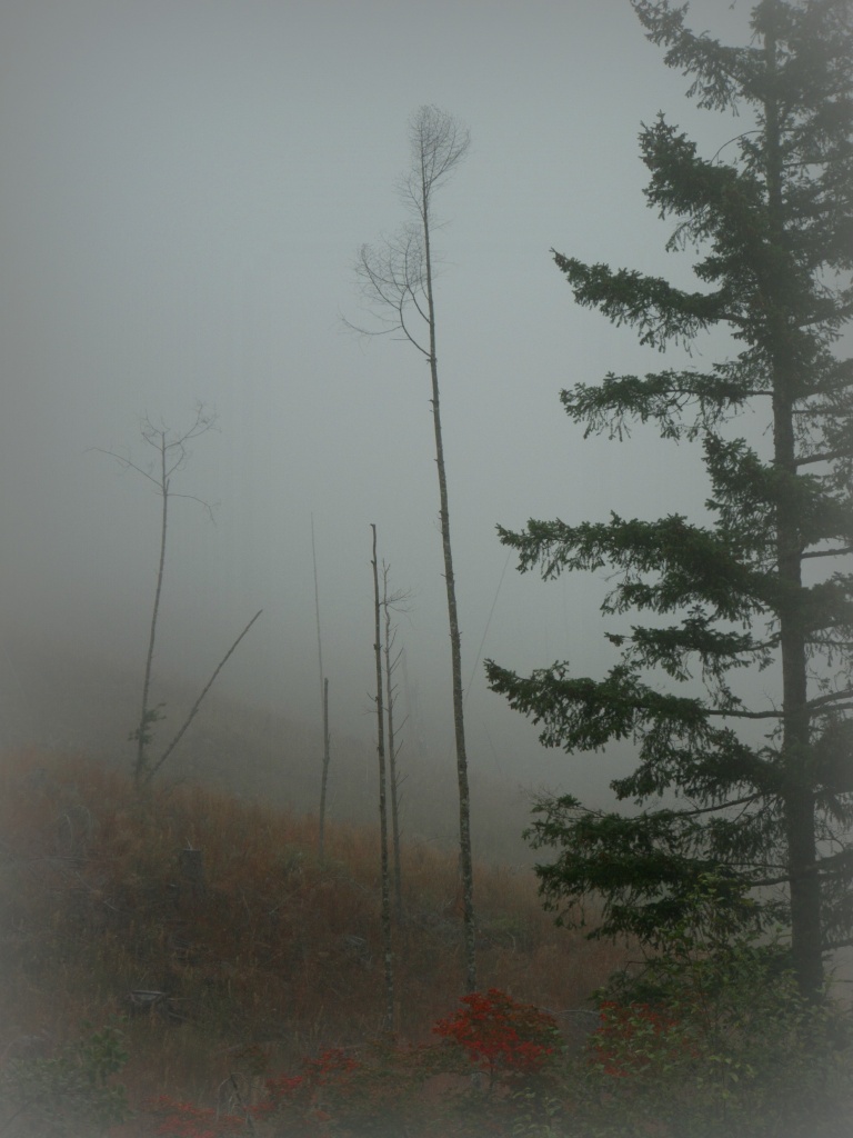 fog on a hillside by reba