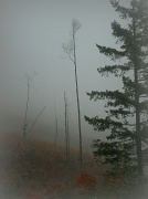 17th Oct 2011 - fog on a hillside