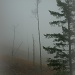 fog on a hillside by reba