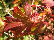 17th Oct 2011 - Autumn Acer ( Maple ) leaf