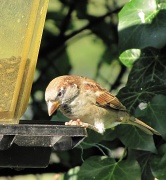17th Oct 2011 - another little sparrow