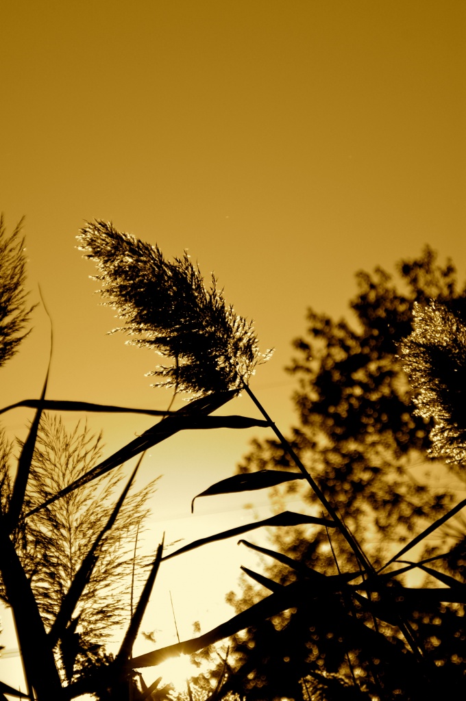 Grasses at dusk by kdrinkie