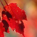 Red leaves by kdrinkie