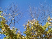 17th Oct 2011 - Blue Skies