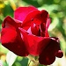 Red Rose by kerristephens