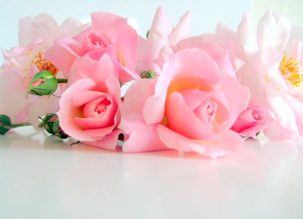 Pink roses by filsie65