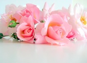 18th Oct 2011 - Pink roses
