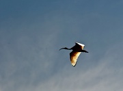 18th Oct 2011 - Australian White Ibis - backlit