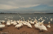 18th Oct 2011 - Swans in the City