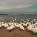 Swans in the City by falcon11