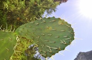 18th Oct 2011 - Prickly