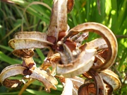 18th Oct 2011 - Seed pods.
