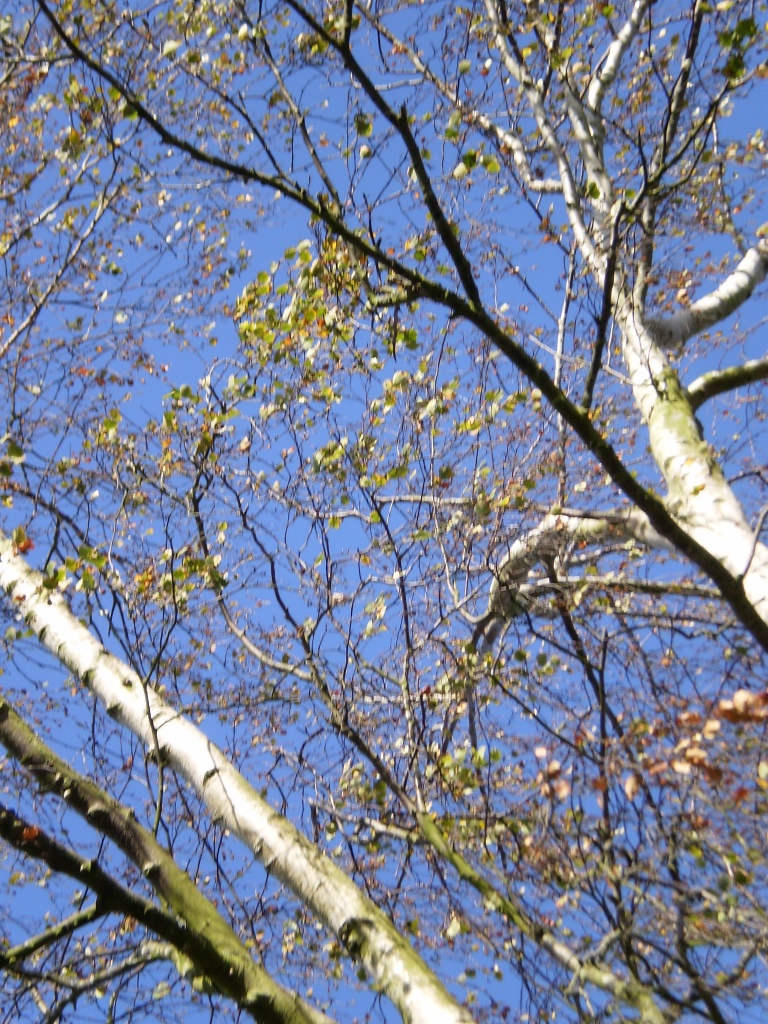 Silverbirch tree. by snowy