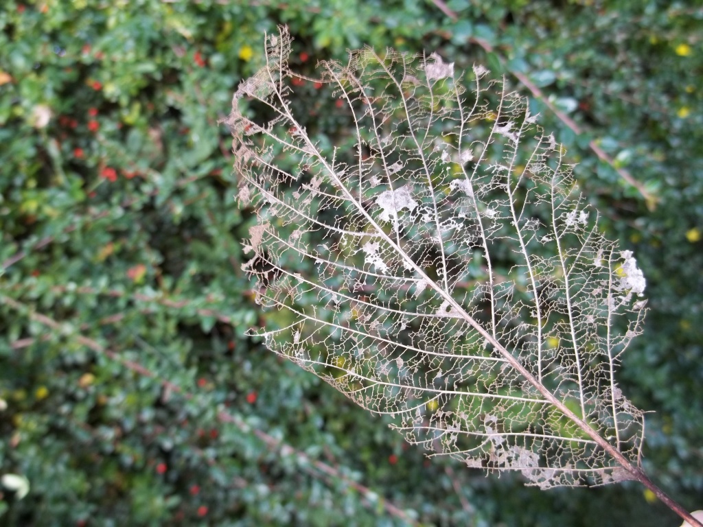 Leafy Lace by rosbush