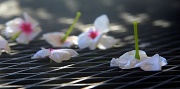 13th Oct 2011 - Fallen Petals