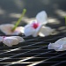 Fallen Petals by cjphoto