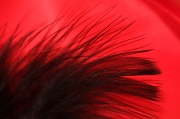 18th Oct 2011 - Feathers and Ribbon