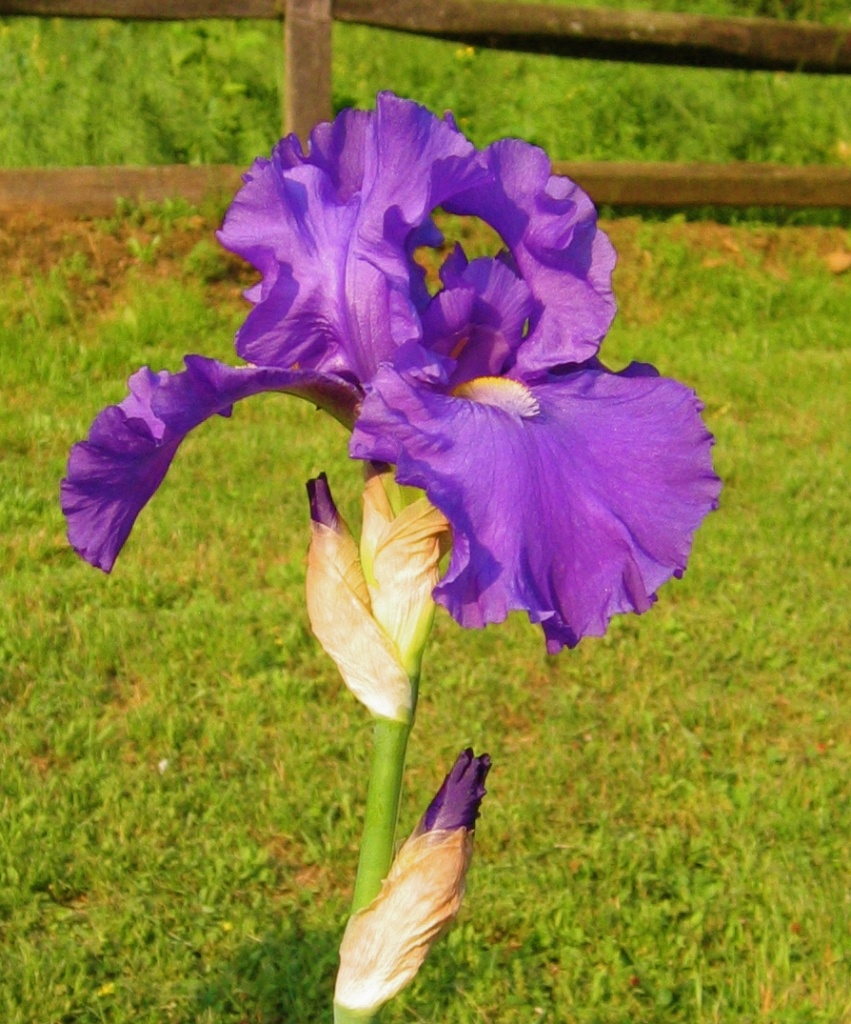  Day 124 Purple Iris by spiritualstatic