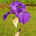  Day 124 Purple Iris by spiritualstatic