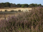 18th Oct 2011 - Blooming heathland 2