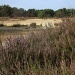 Blooming heathland 2 by pyrrhula