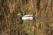 19th Oct 2011 - Mirrored Mallard