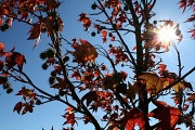 19th Oct 2011 - Sweet gum tree in the breeze
