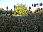 19th Oct 2011 - Teasels