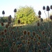 Teasels by busylady