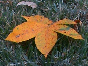 19th Oct 2011 - Alabama Autumn