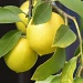 lemon tree by mjmaven