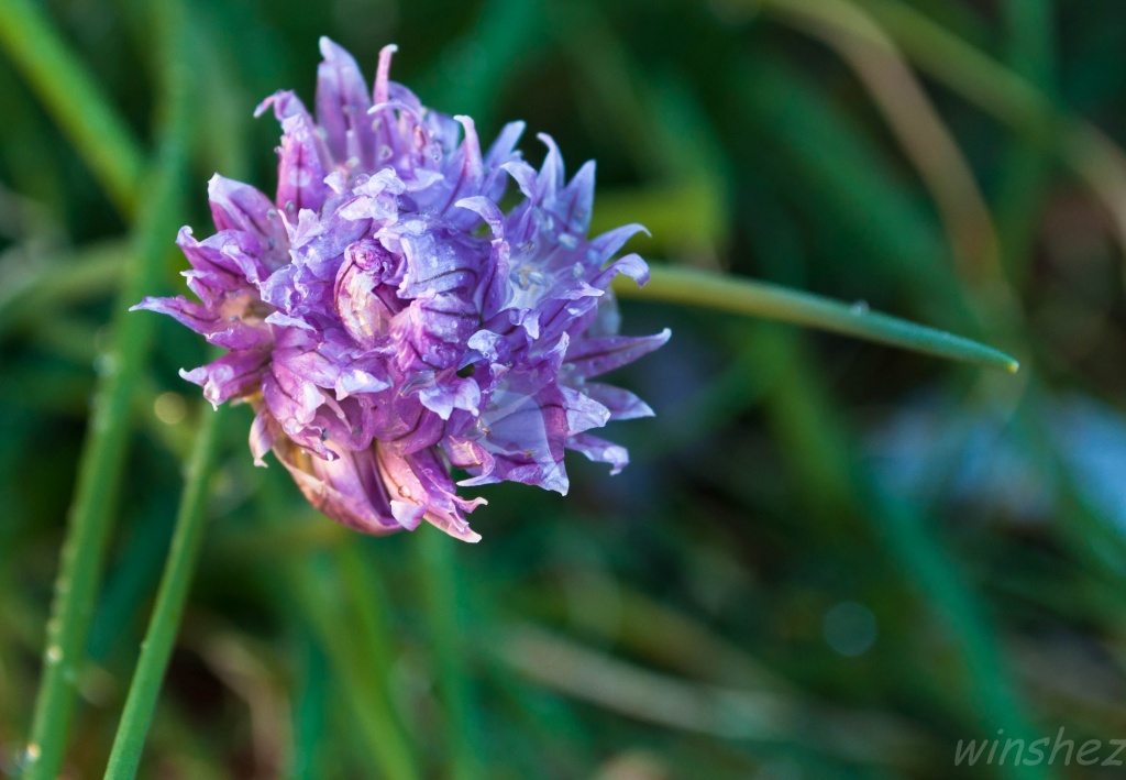 flowering chives by winshez