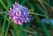 19th Oct 2011 - flowering chives