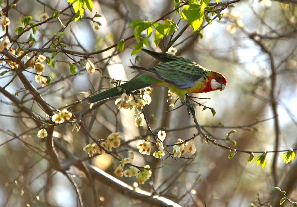 Visitor in my garden this morning - female Eastern Rosella by lbmcshutter