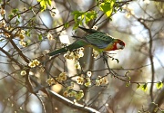 20th Oct 2011 - Visitor in my garden this morning - female Eastern Rosella