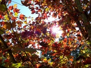 20th Oct 2011 - Sun through the Maple