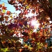 Sun through the Maple by marlboromaam
