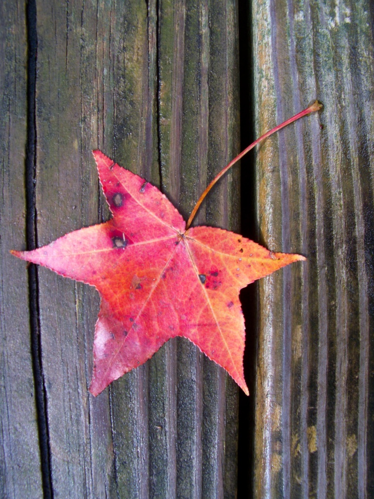 Wind-blown water-logged sweetgum leaf by marlboromaam