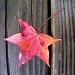 Wind-blown water-logged sweetgum leaf by marlboromaam