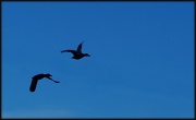 20th Oct 2011 - On the wing