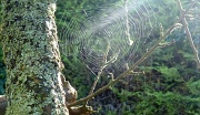 20th Oct 2011 - Another web shot because I can't resist them and I'm a great believer in self-indulgence :-D