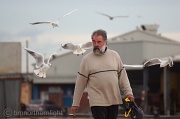 20th Oct 2011 - The Old Man and the Seagulls
